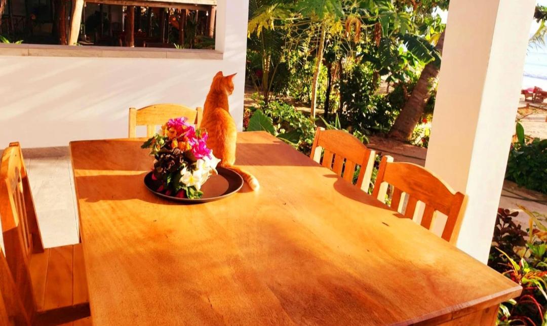 Sipano Beach Lodge Kiwengwa Кивенга Екстериор снимка
